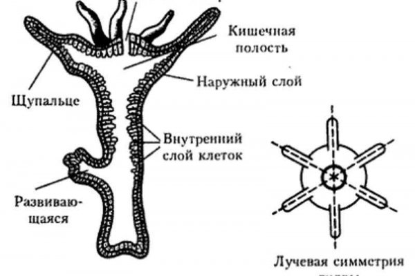 Кракен гидра даркнет