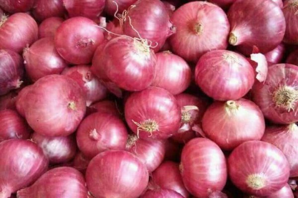 Solaris onion market